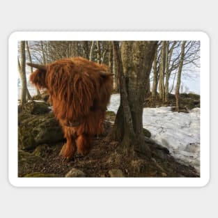 Scottish Highland Cattle Calf 1957 Sticker